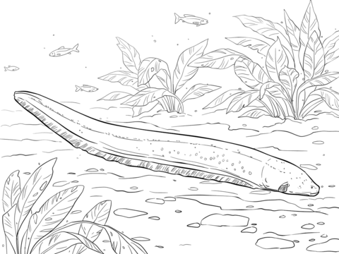 Electric Eel Coloring Page